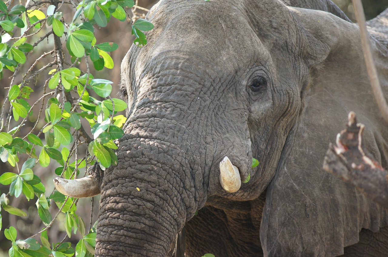 Natural World Elephant