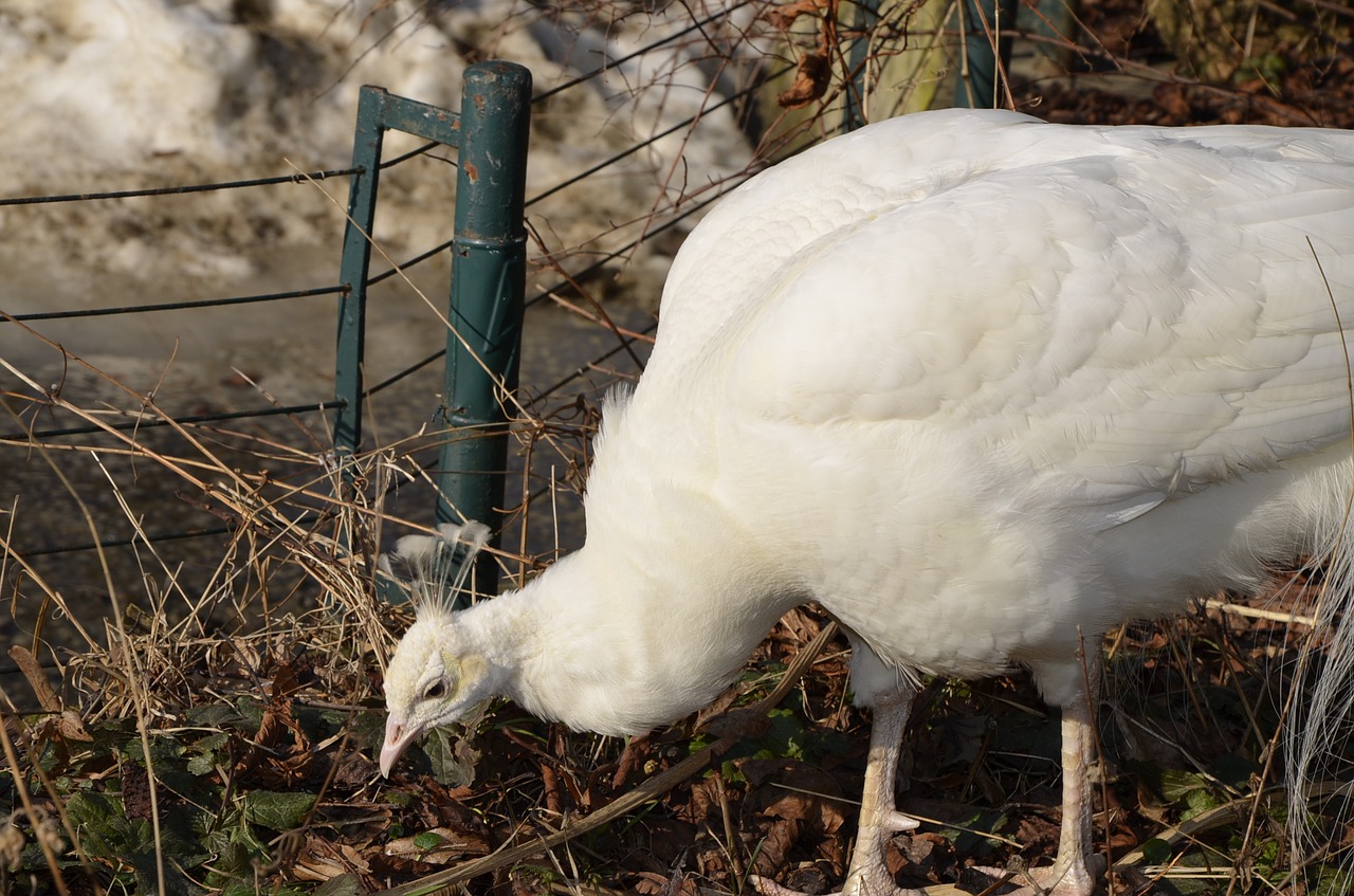 Bird farm. Farm Birds. Фермерская птица картинки.