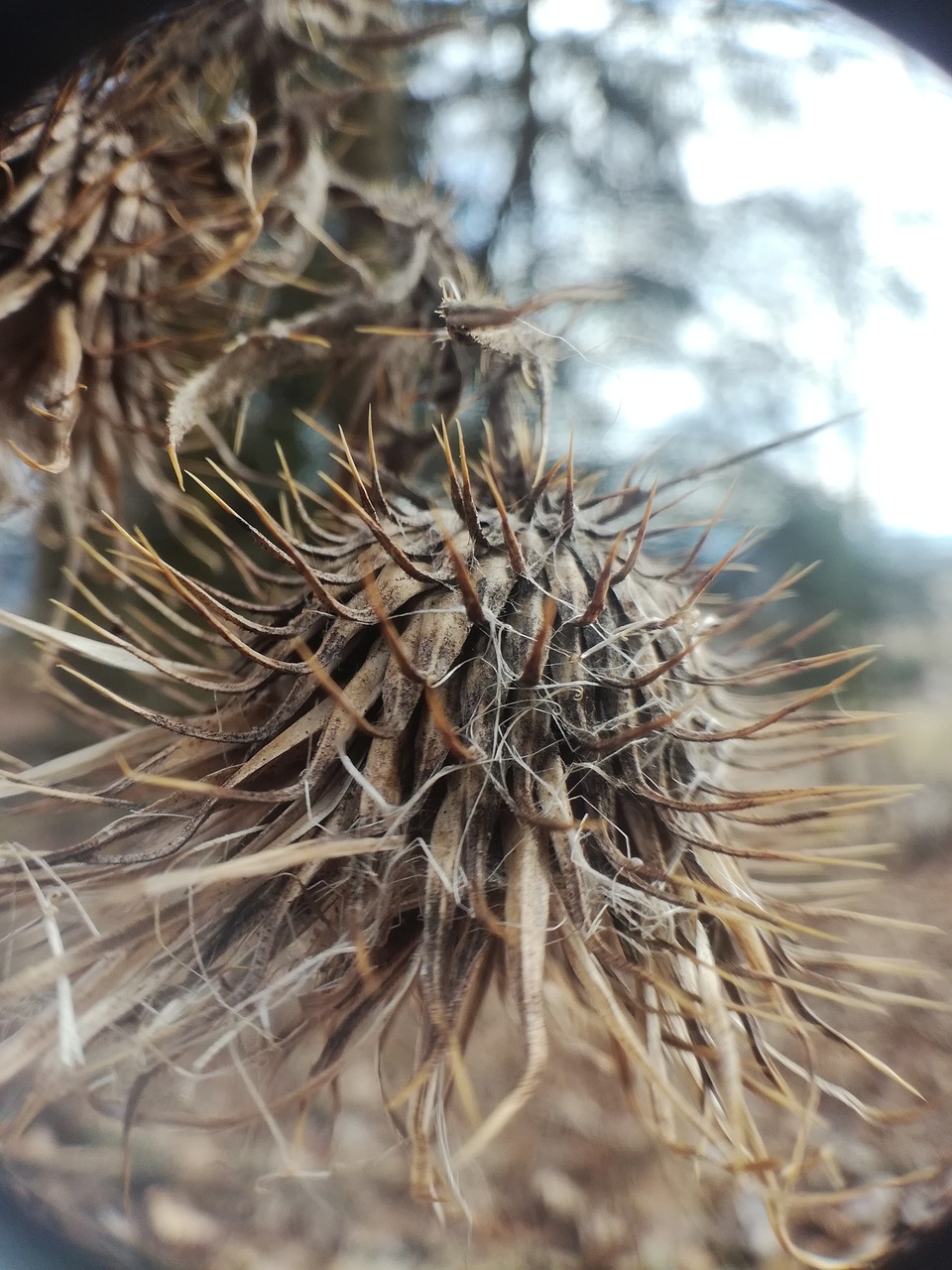 Nature dry. Сухая Флора. Dry nature. Когда светят колючие.