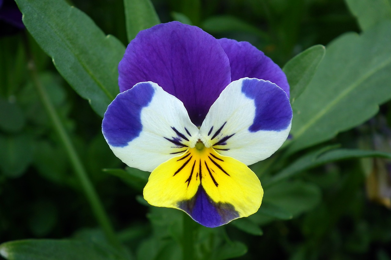 Фиалка трехцветная. Фиалка трёхцветная Анютины глазки. Viola Tricolor l. фиалка трехцветная. Фиалка трехцветная, или Анютины глазки. Фиалка трёхцветная (Анютины глазки) (VIOLATRICOLOR).