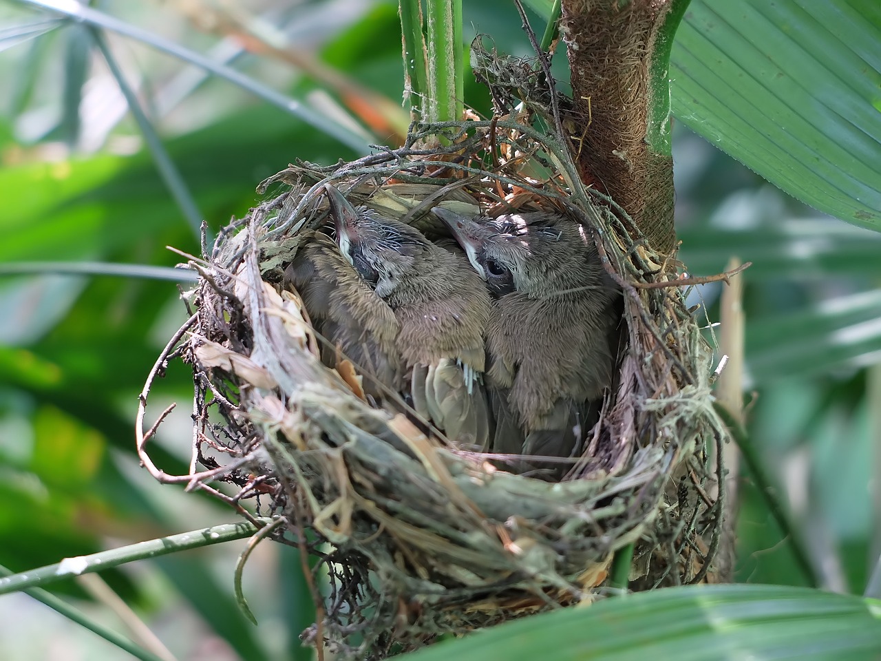 O nest. Гнездо гнездо зарянки птенец. Ширли Джексон "Птичье гнездо". Гнездо для птиц.. Птичье гнездо на дереве.