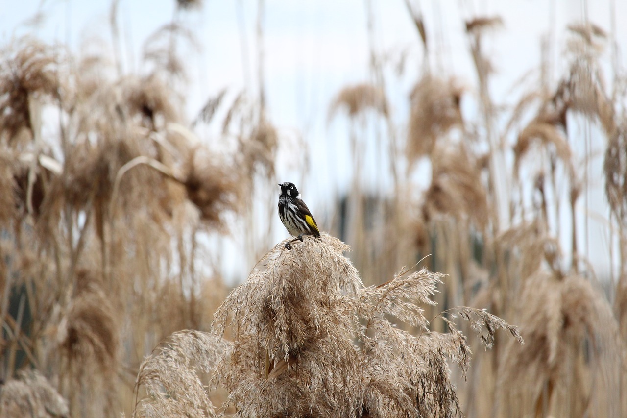 Птица камыш. New Holland Honeyeater. Если в поле зацвел камыш я птичка.