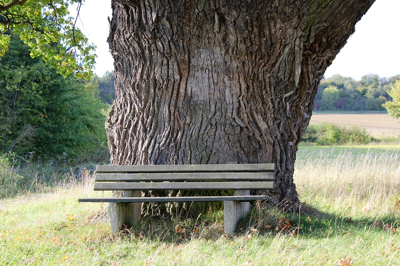 Nature oak. Дуб прикол. Дуб Банкс. Дуб 20 лет. Oak Bank.