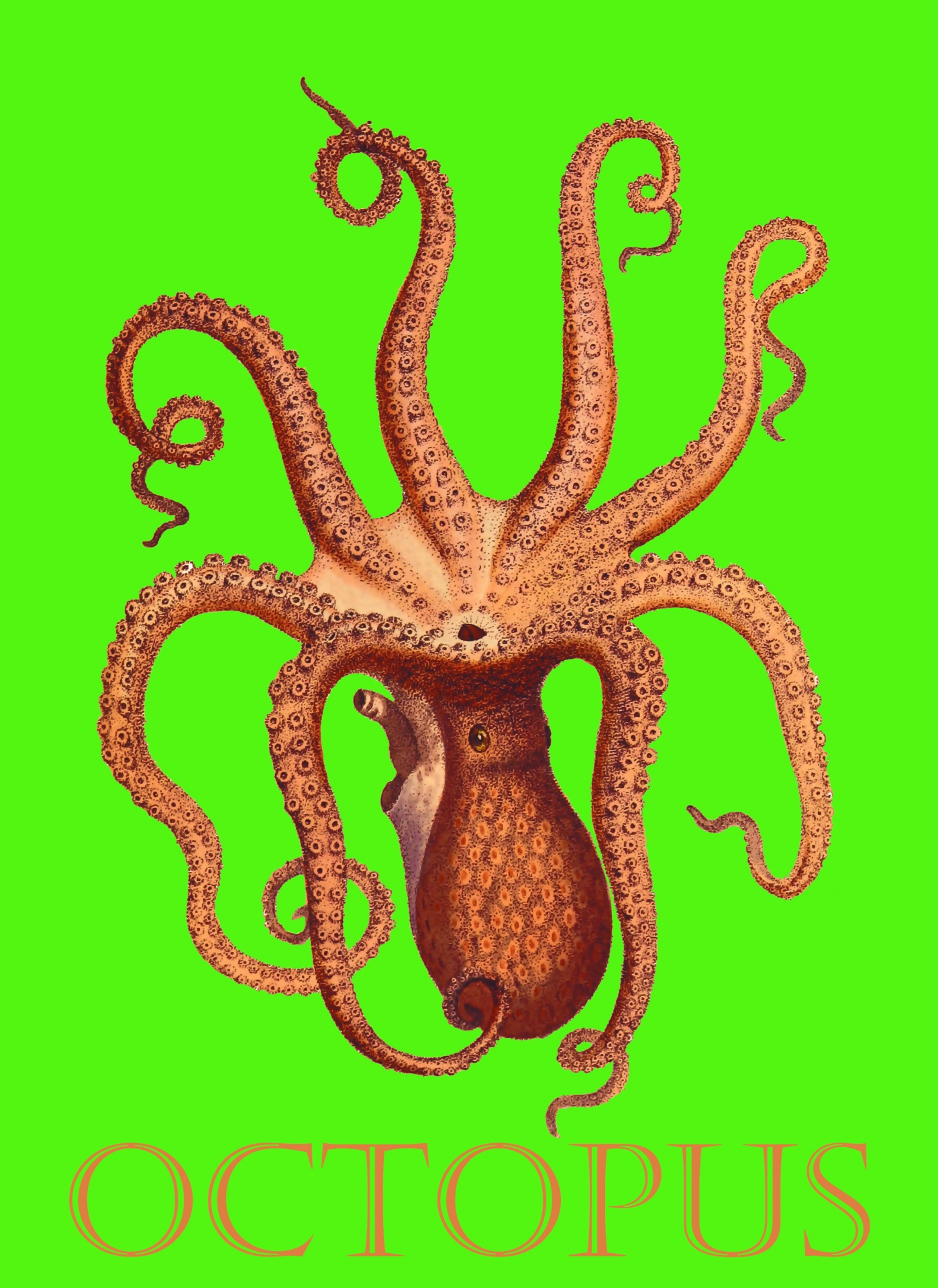 Download Octopus Vintage Art Free Photo 