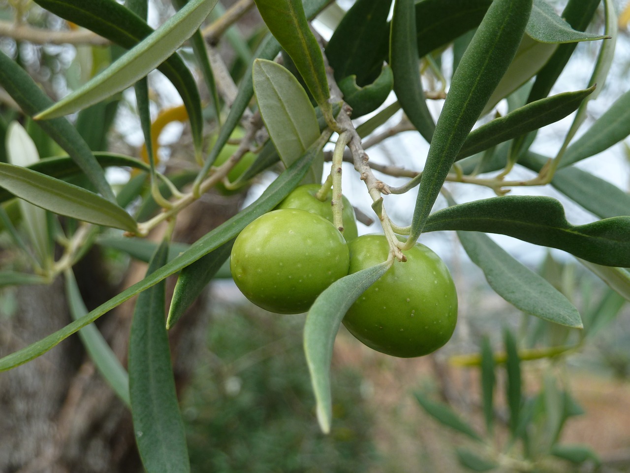 Оливковое дерево Италия