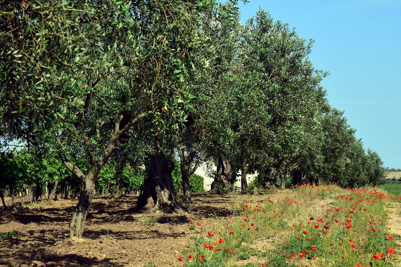 Оливковые Рощи в Италии