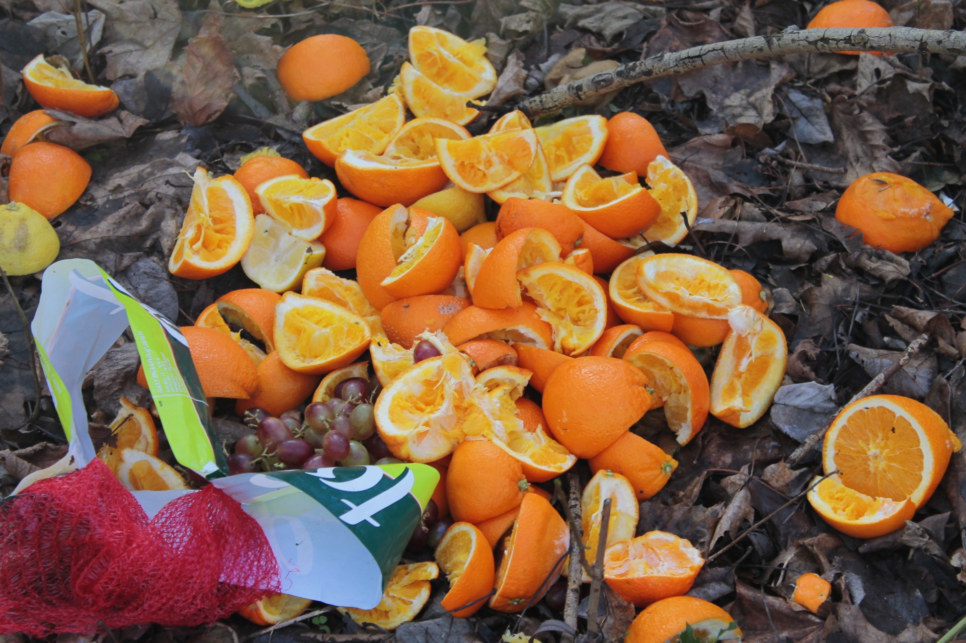 Download Fruit Orange Tangerine Free Photo.