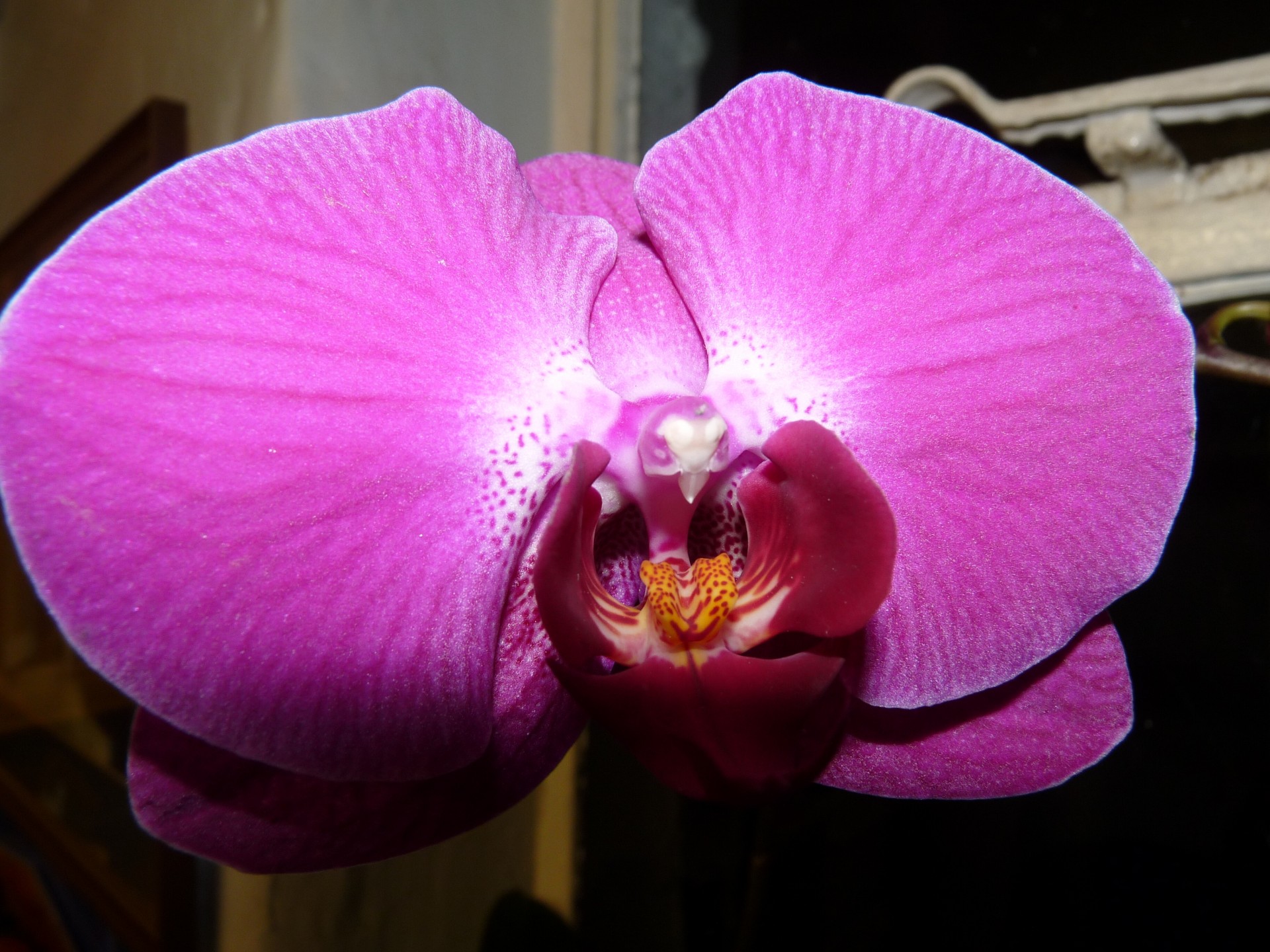 Орхидея претория фото и описание