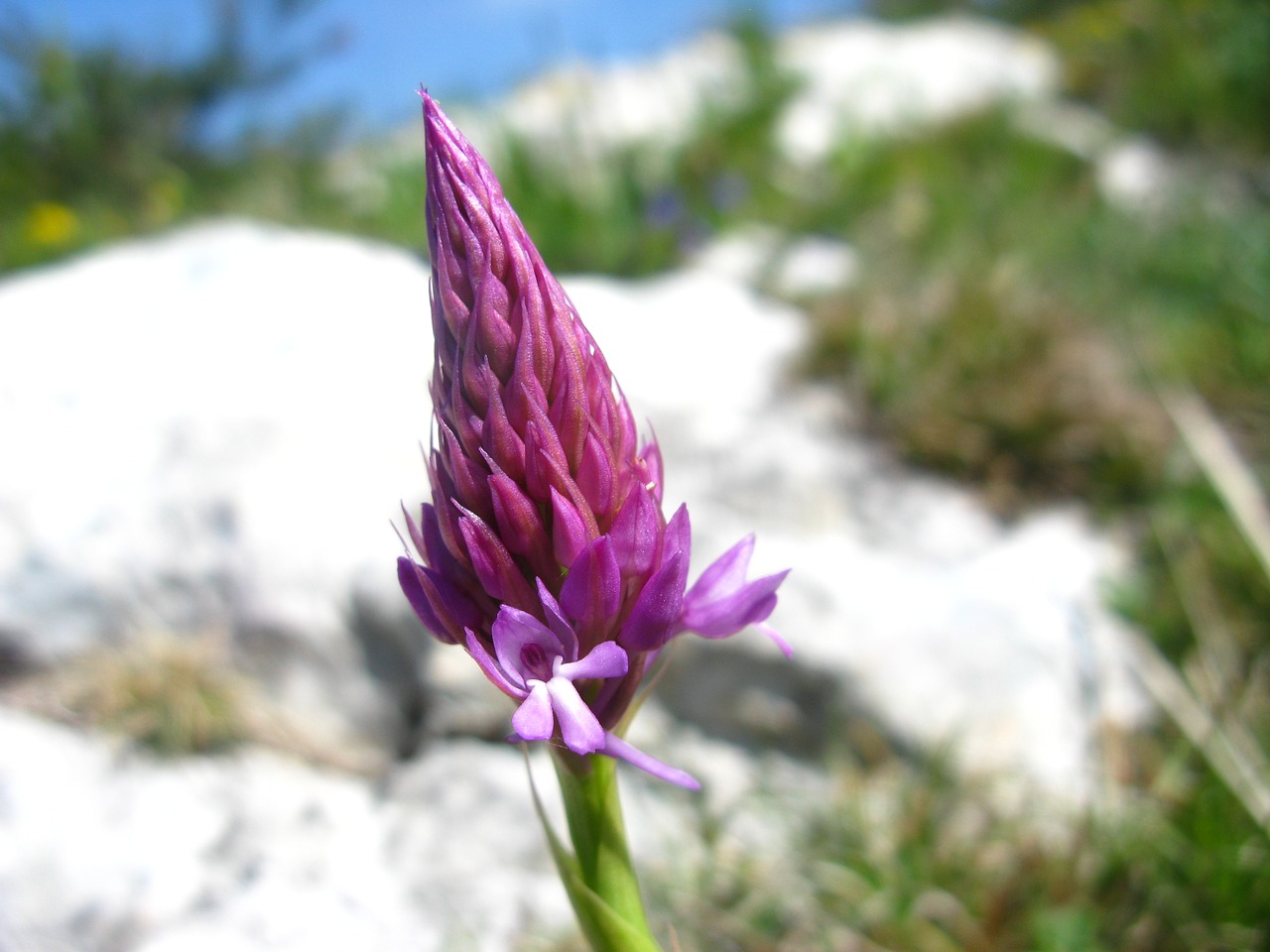 Wallpapers Anacamptis Papilionaceae