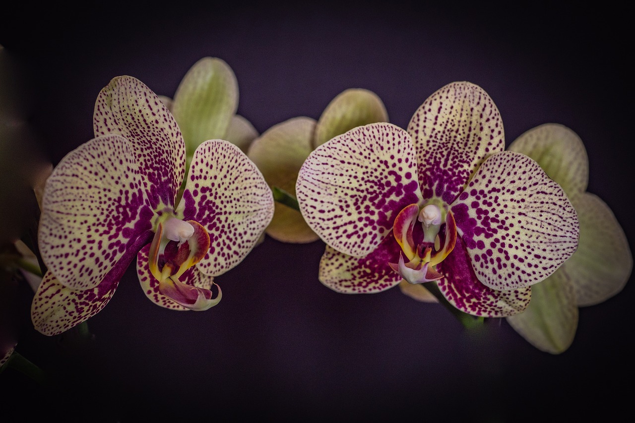 Фаленопсис сорта описание фото. Орхидея фаленопсис. Орхидея Phalaenopsis. Орхидея Phalaenopsis Cleopatra. Орхидея ambiance Phalaenopsis.