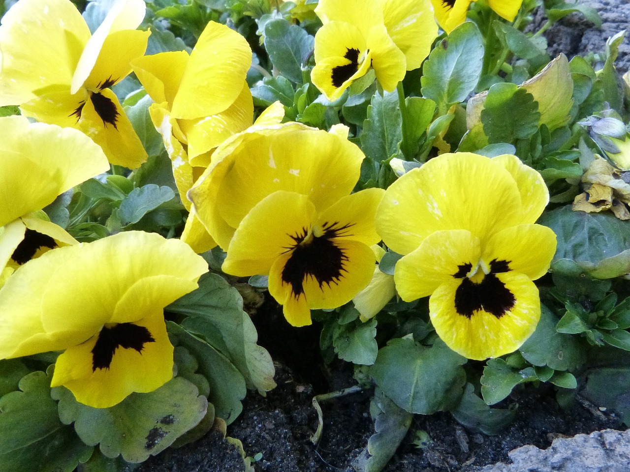 Pansy Yellow Blossom Free Photo.