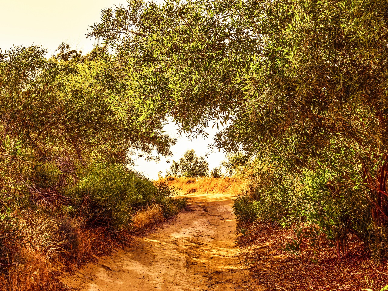 Tree path