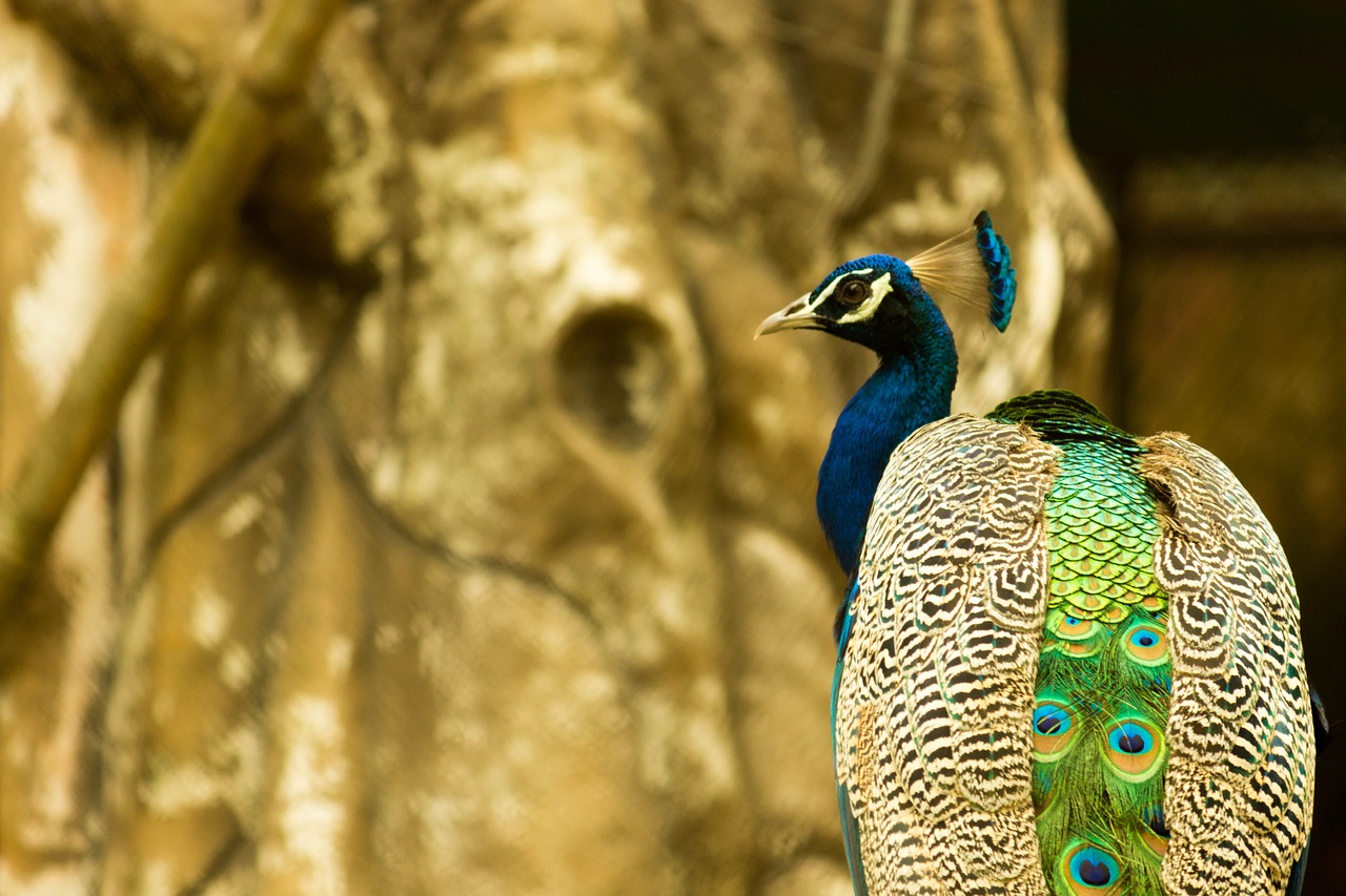 Download free photo of Peacock,zoo,bird,animal,wildlife - from needpix.com