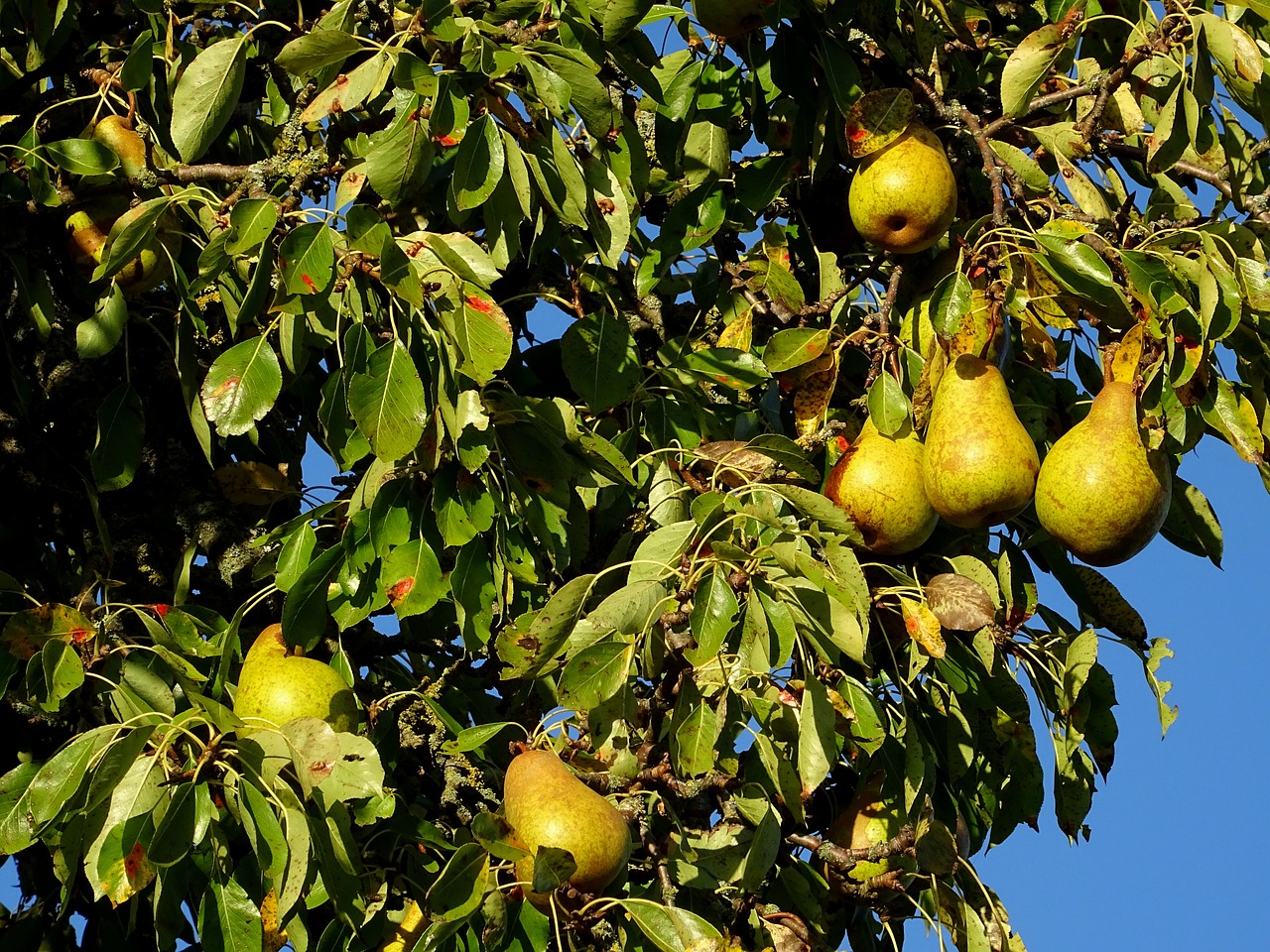 Груши во сне. Груша. (Pear Tree) Williams. Груша обыкновенная дерево (p. communis).. Груша обыкновенная Велеса. Груша олмурут.