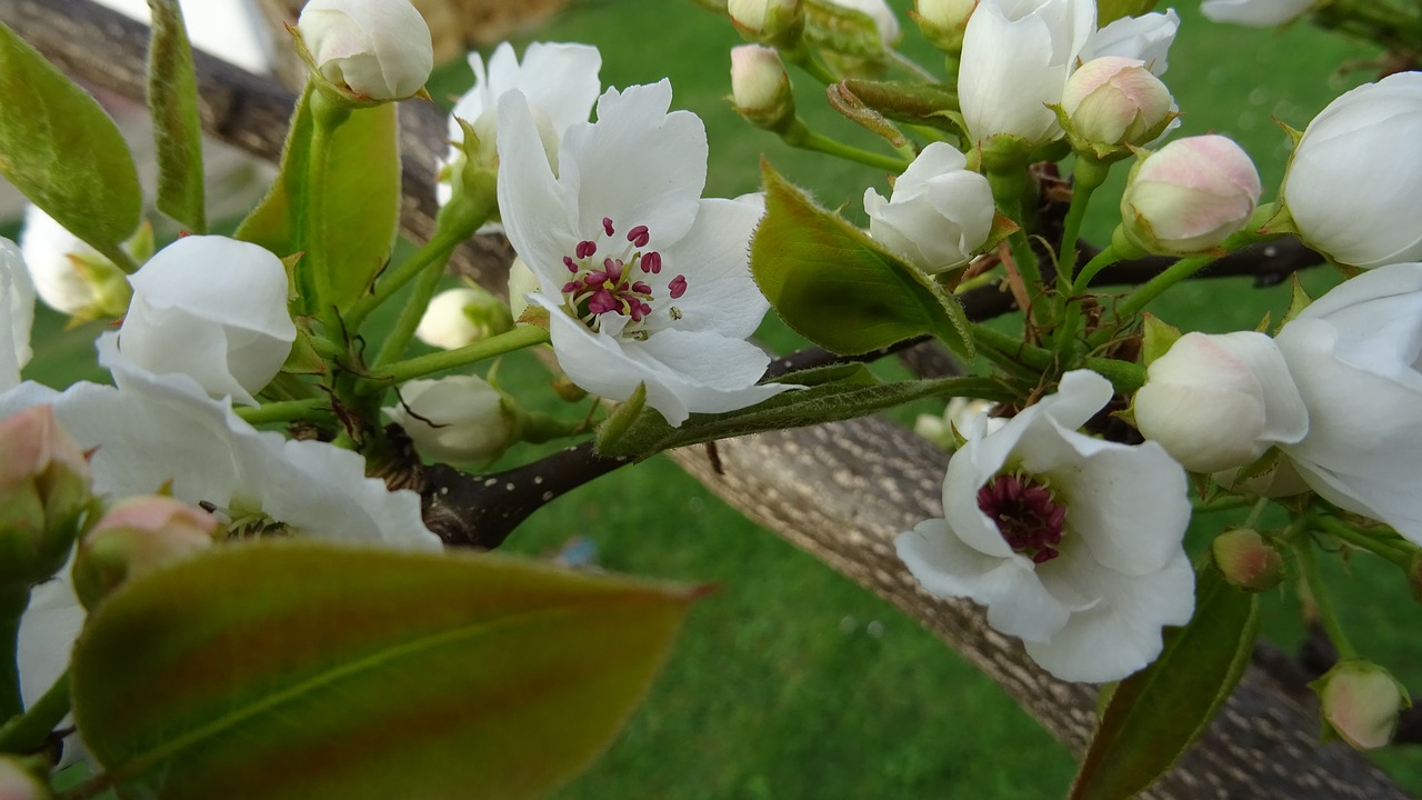 Цветы груши. Груша в цвету. Как цветет груша. Pear Blossom.