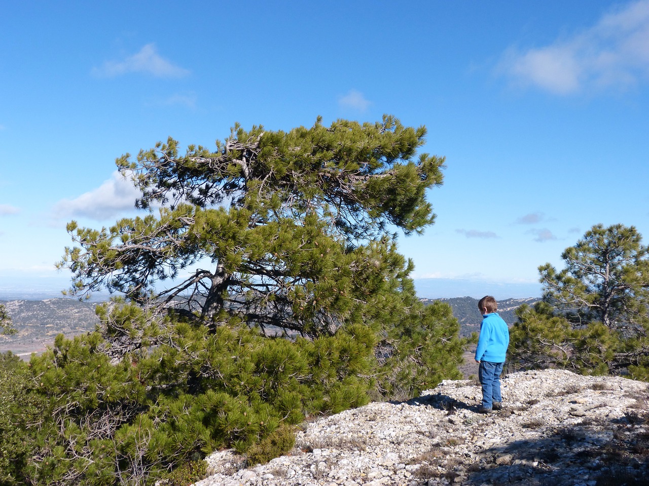 Wind rock. Ветер в соснах. Каменная сосна. Кверху сосны геологи привязали. Pine in a Rock.