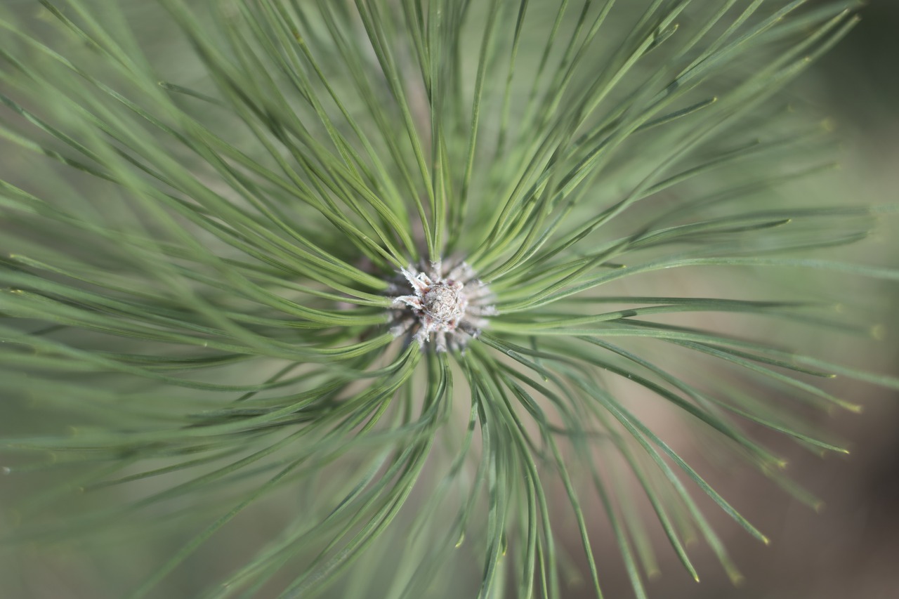 Цвет хвои. Pine Green - зеленая сосна. Сосна с белой хвоей. Зеленые иголки. Хвоя с белыми иглами.