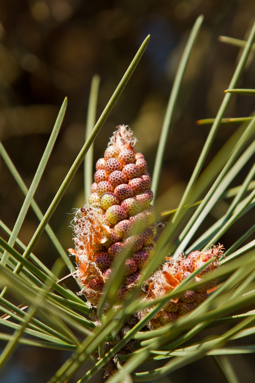 Какие шишки у сосны фото Download free photo of Pine, pine cones, blossom, bloom, nature - from needpix.c