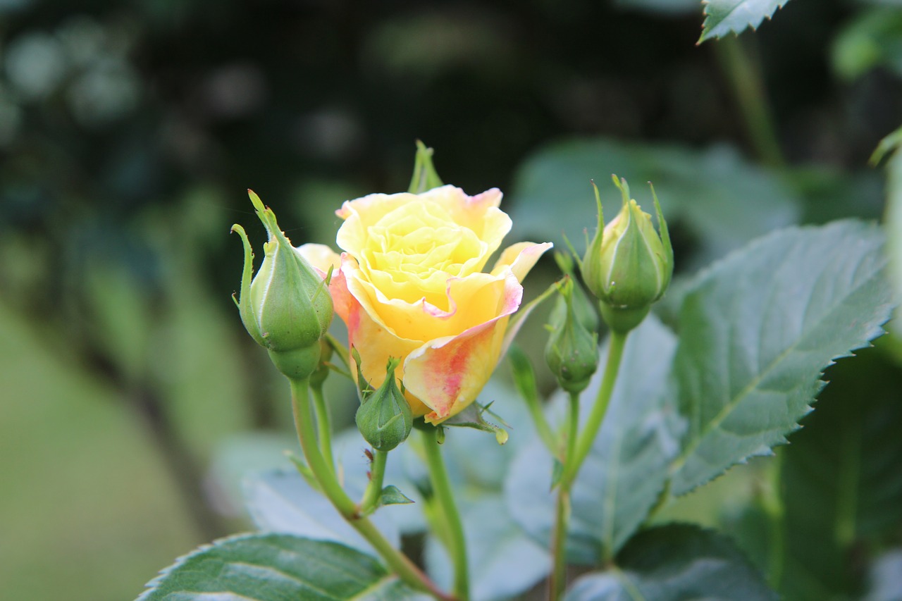 Платиновая роза желтая кусты