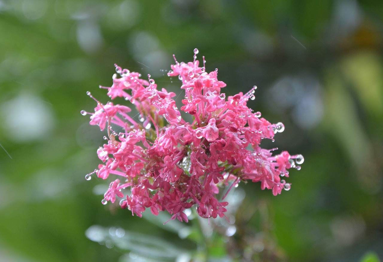 My plant flowers. Pink Plants. Pink flowering Plant. Plant Flowers. Just Plant Flowers.