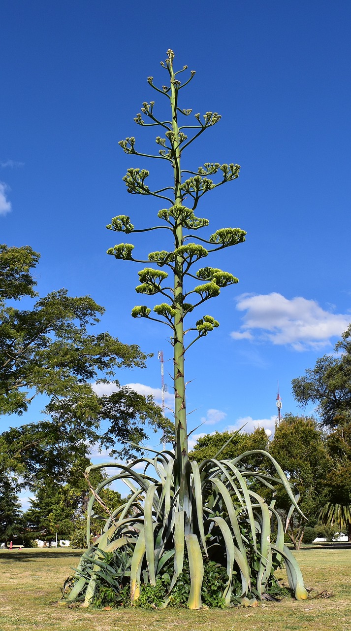 Небесное дерево растение. Растение Flor de planta. Кордилина цветок фото.