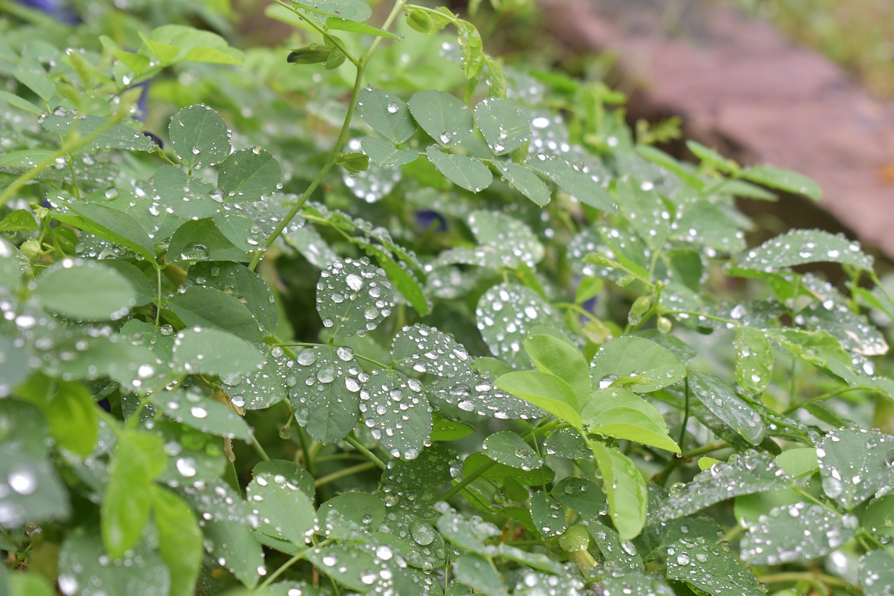 Watering leaves. Дождевая вода. Дождь и растения. Зелёные цветы с дождем. Серебристый дождь растение.