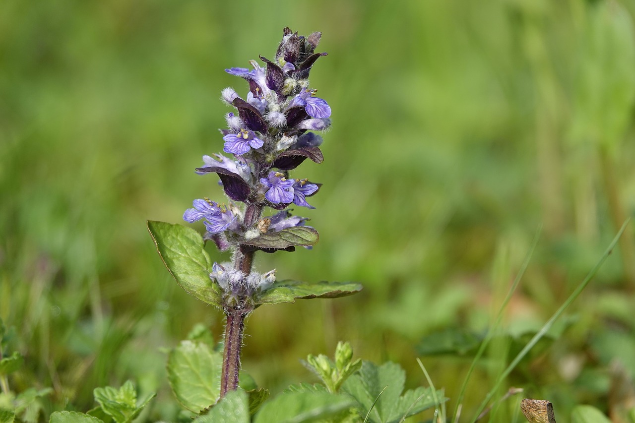 Трава из губоцветных 7 букв сканворд. Ajuga IVA. Аюга жабья. Цветок Bugle. Ajuga.21.