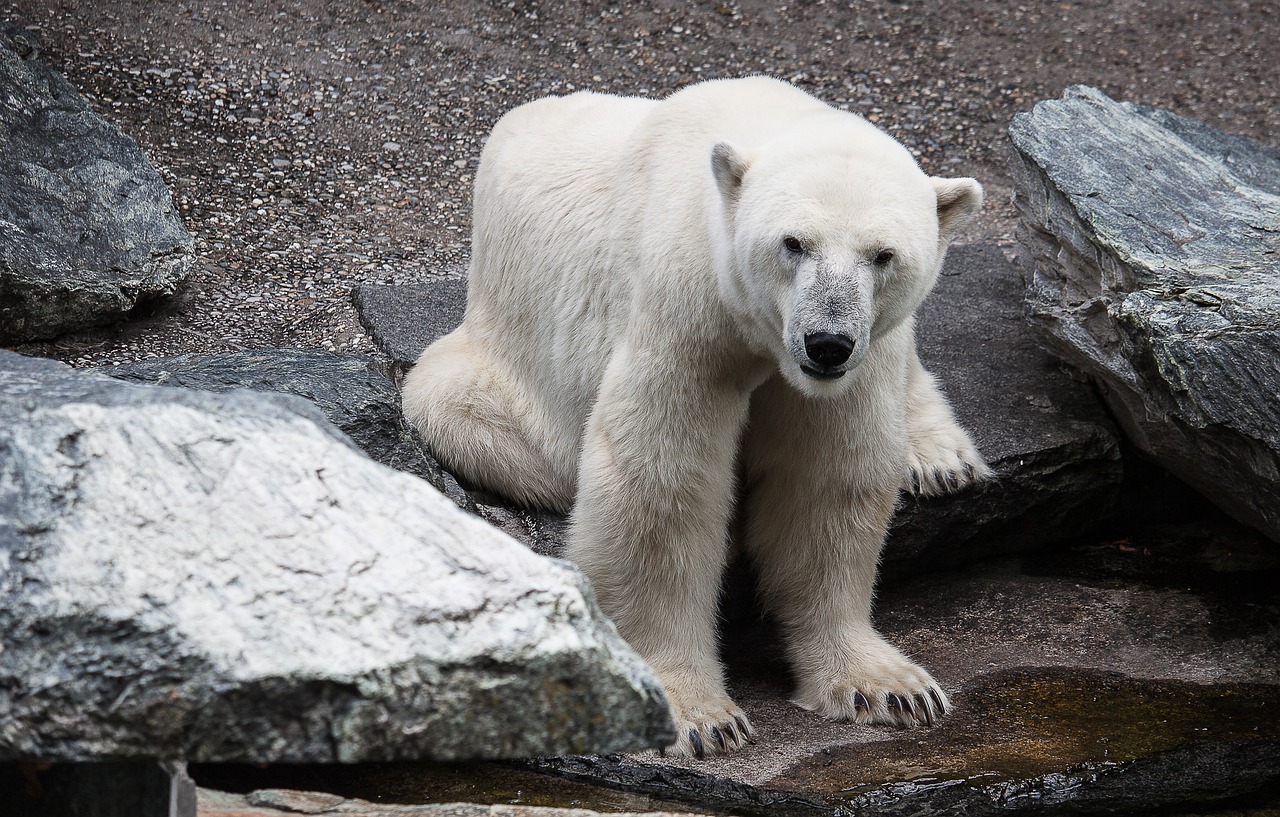 Bear made. Вымирающие виды животных белый медведь. Животные зоопарка белый медведь. Полярный медведь вымирающий вид. Белые медведи вымирают.