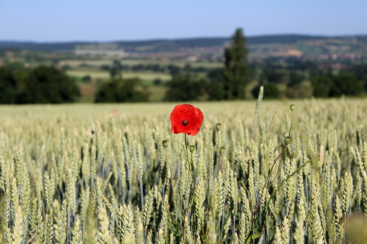 Poppy field. Маковое поле и Восход. Мак, колосья, маки. Маковые поле один человек фото.