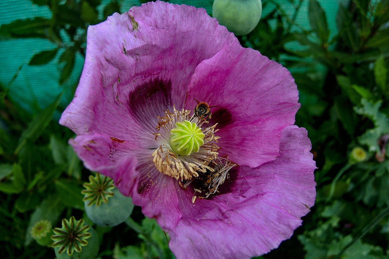 Poppy plant. Опиумный Мак фото отличия от обычного. Фиолетовые и розовые маки картинки красивые. Полукольцо цветов мака.