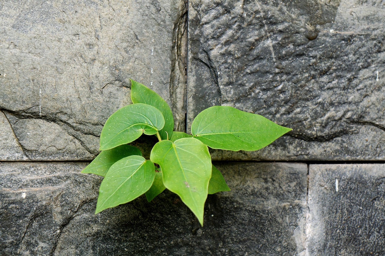 Жизненный лист. Зеленый цветок в скале. Leaf of Life.