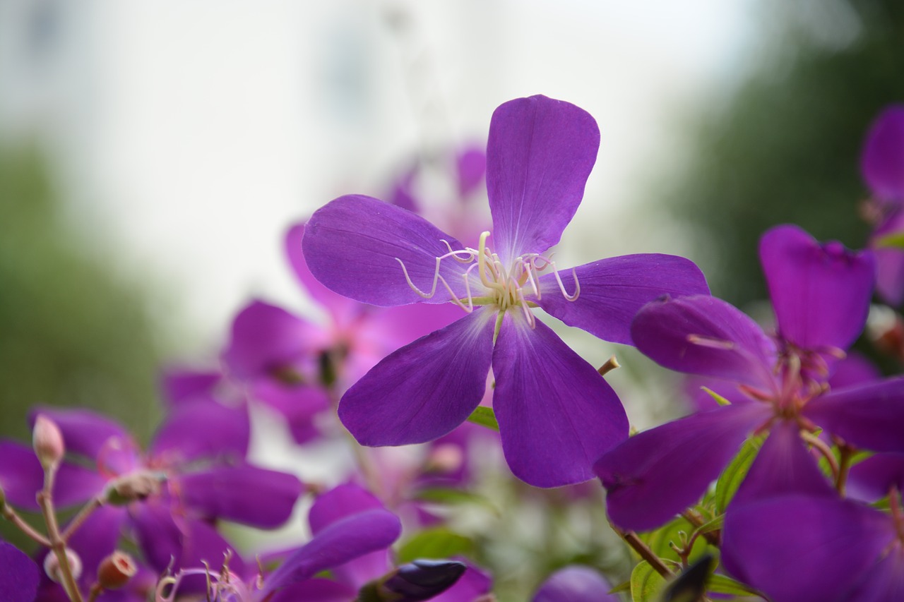 5 flowers. Полевой цветок фиолетовый пять лепестков. Сиреневые цветы полевые. Сиреневые цветы с пятью лепестками. Сиреневые цветочки полевые.