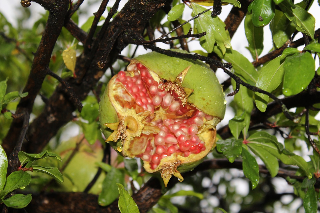 Forest fruit. Терри фрукт. Таинственный Лесной фрукты. Pomegranate Forest. Губа фруктовые леса.