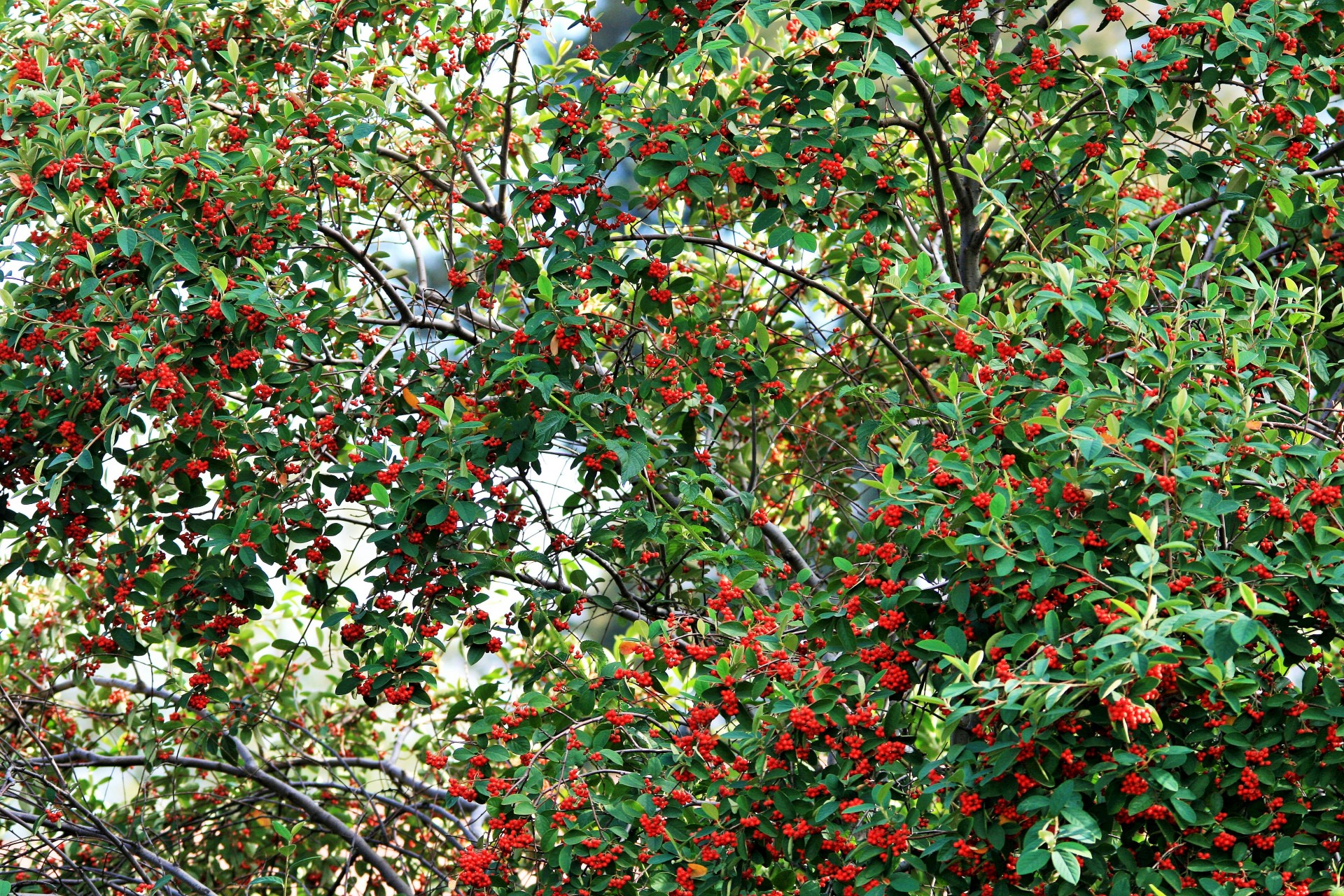 Дерево с красными ягодками