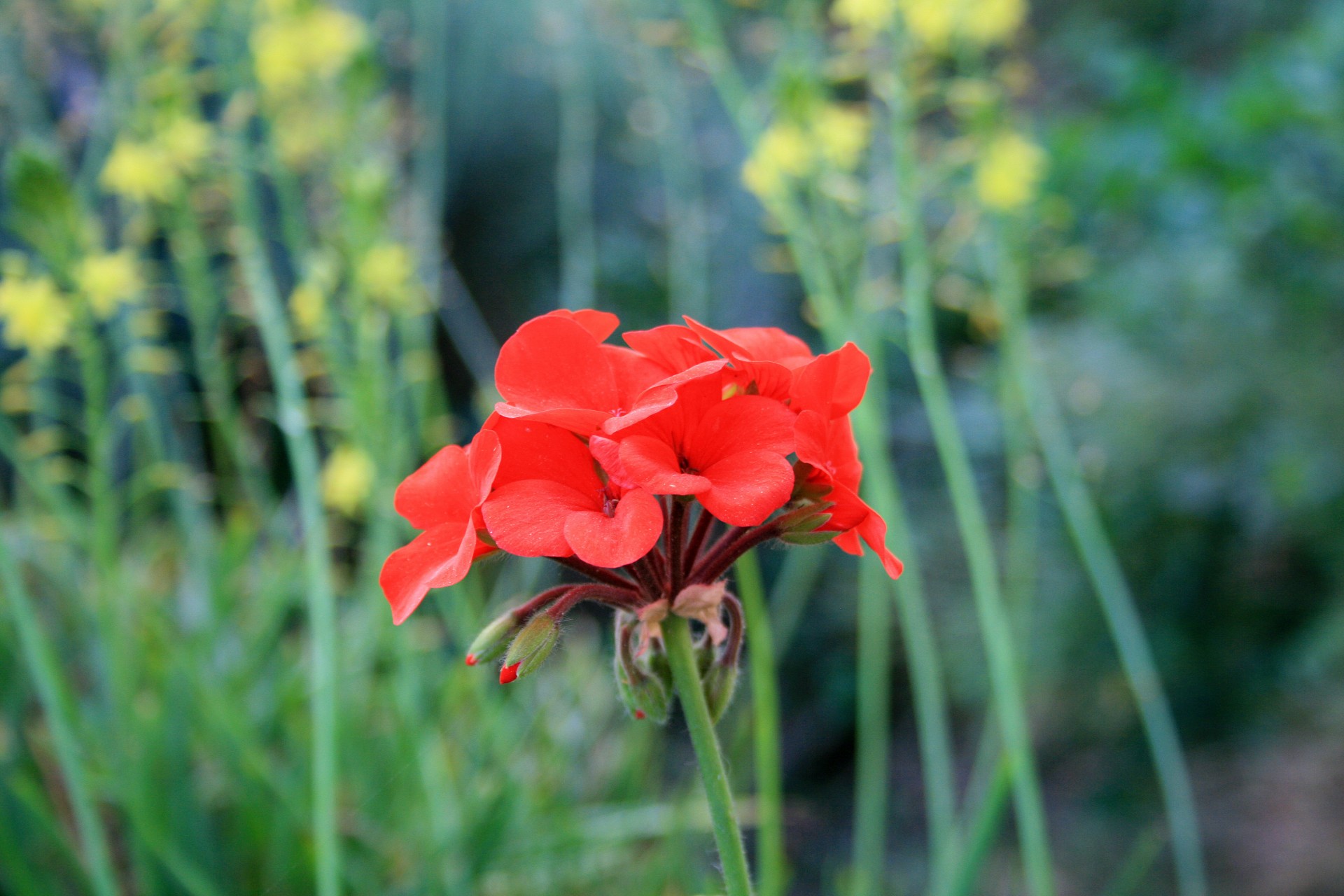 Нарцисс geranium описание и фото