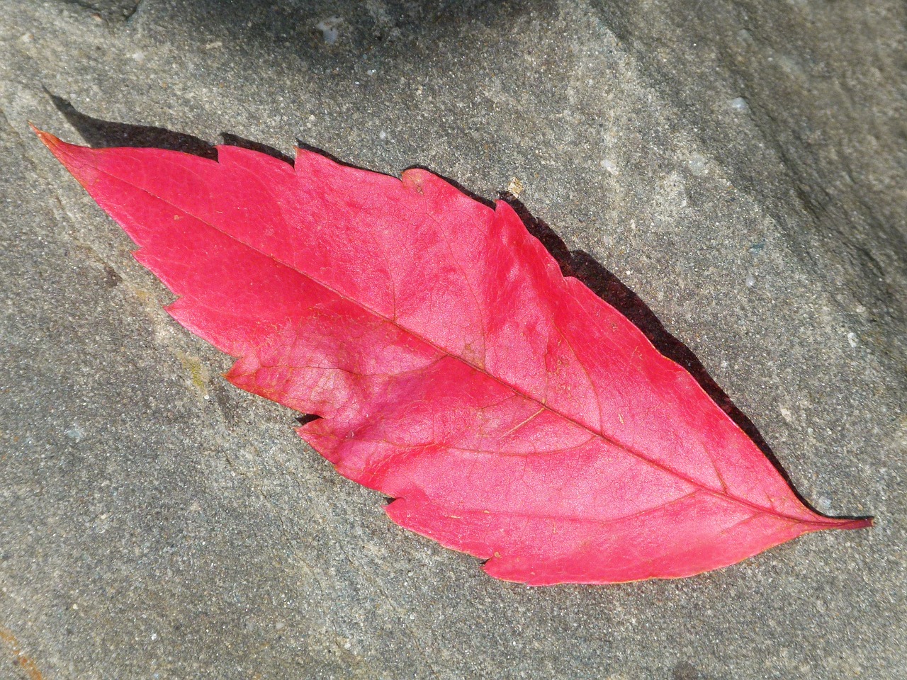 Красный листок дерева