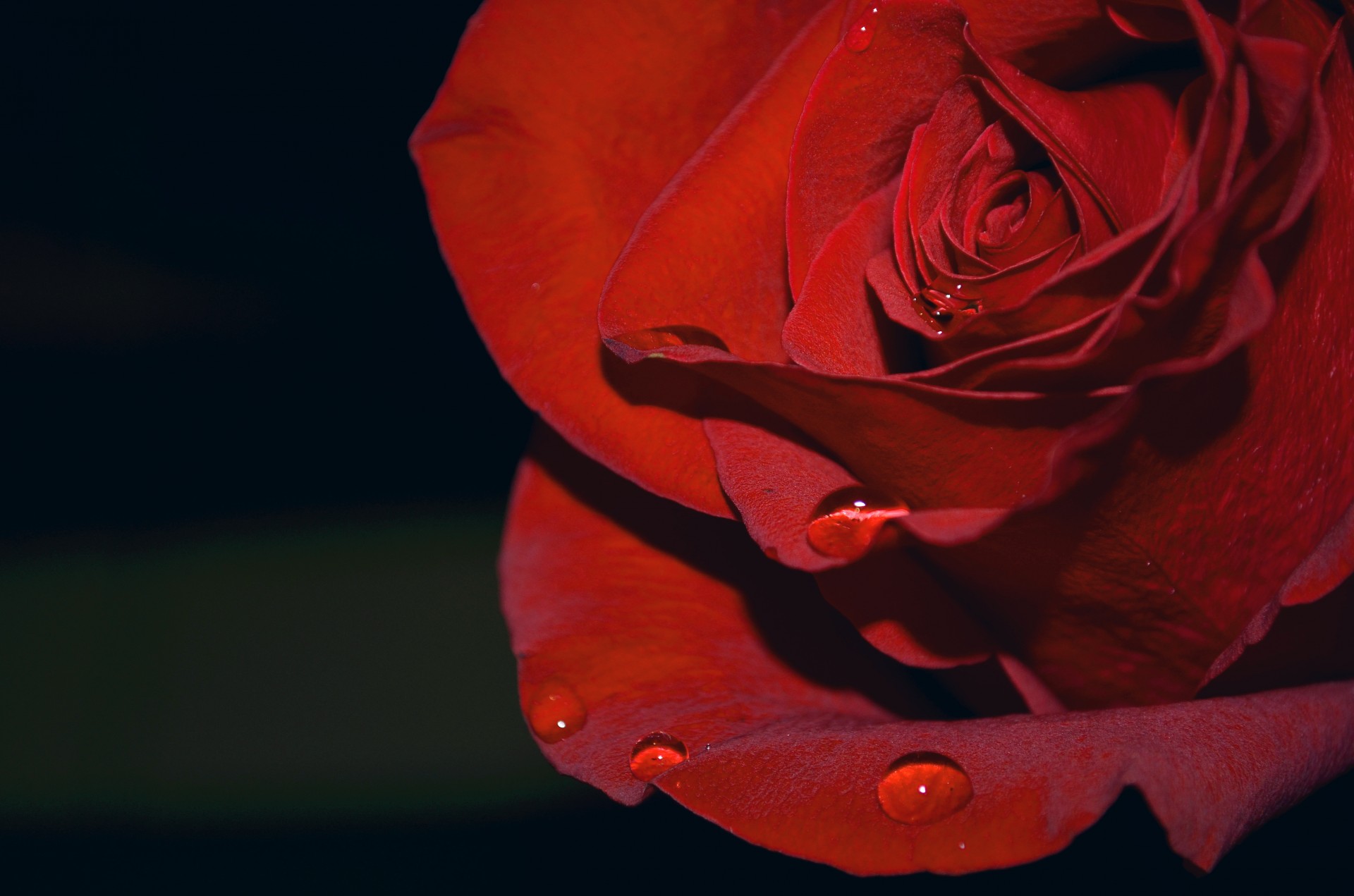 Красные бутоны зейнеп. Бутон красной розы. Бутон красной розы фото. Маленький бутон красной розы.