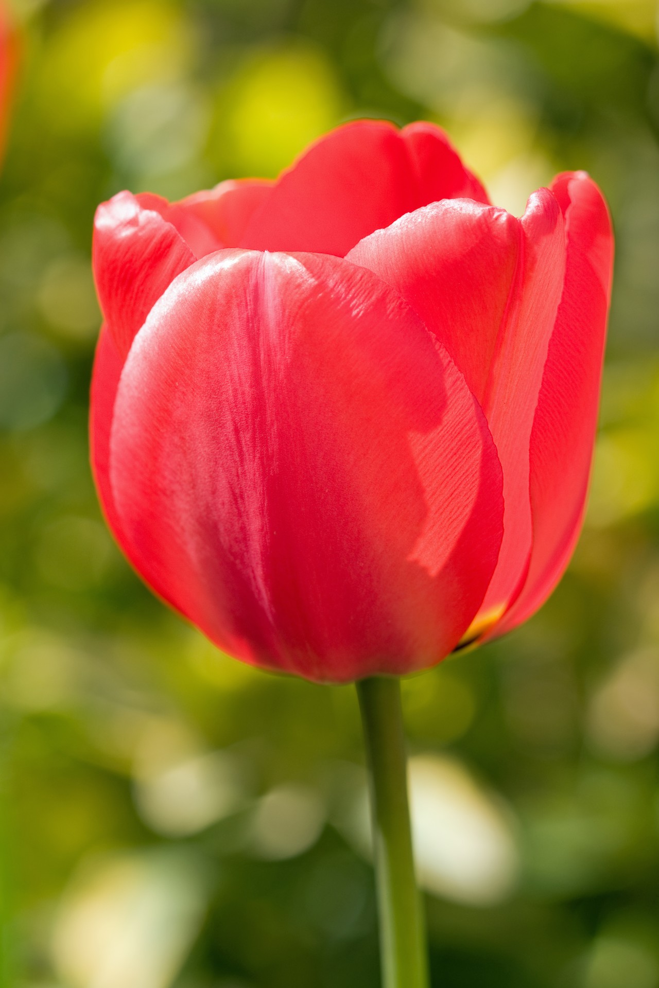 Что такое тюльпан. Тюльпан. Lola-Tulipa. Тюльпан обыкновенный. Чашевидный тюльпан.