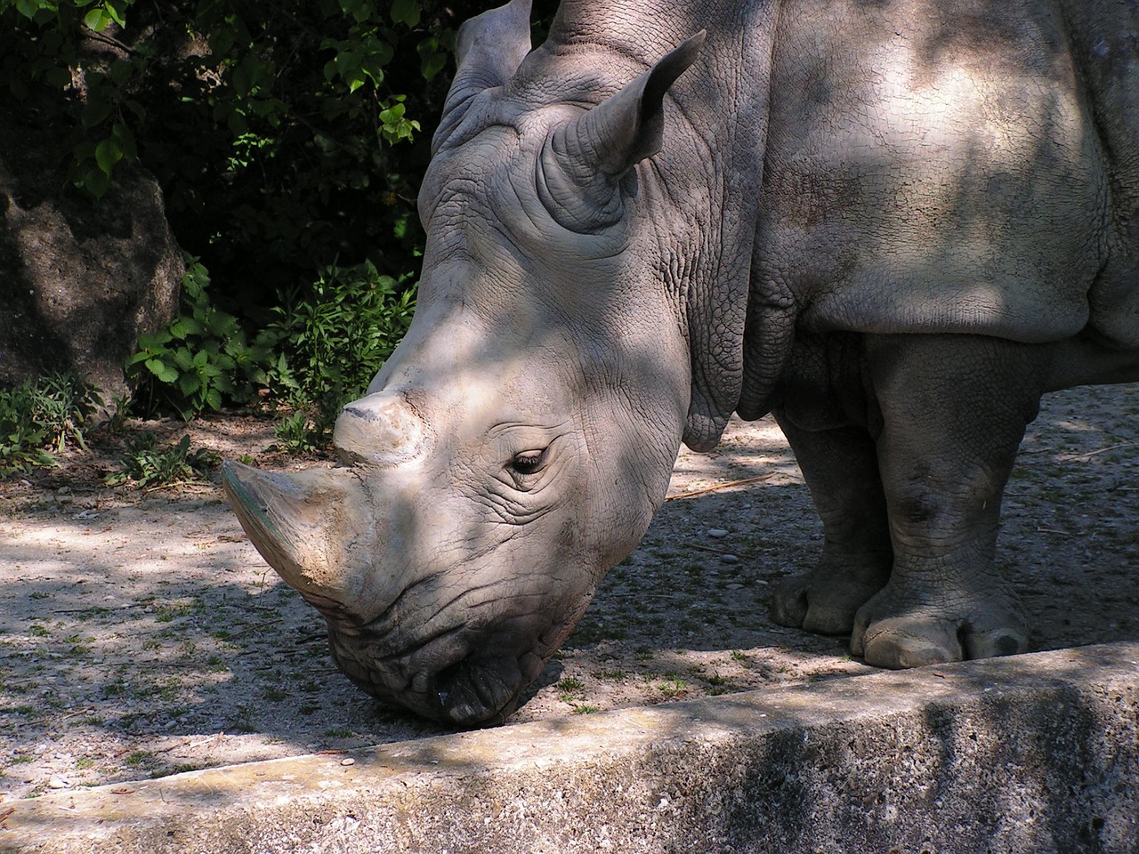 носорог в московском зоопарке