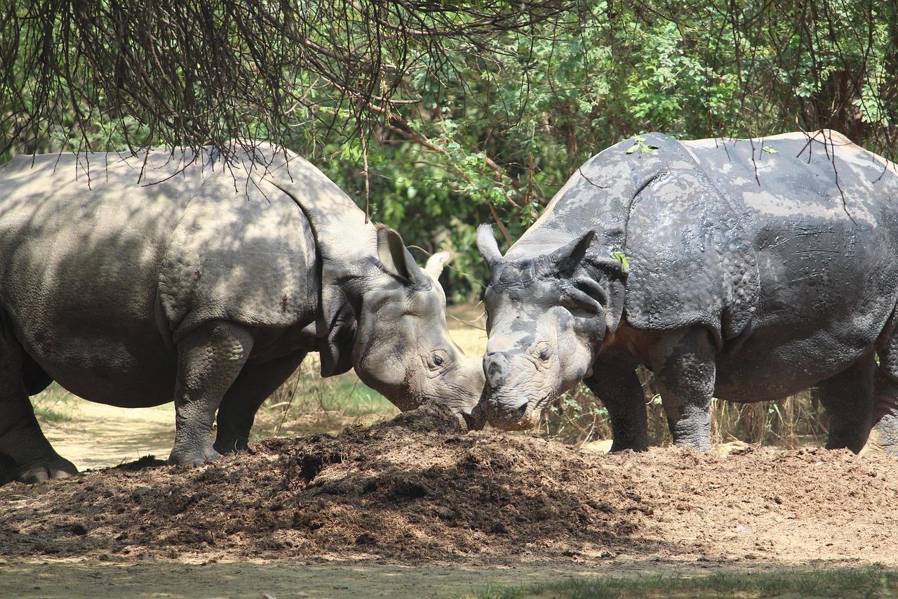 Zoo couple. Носорог. Гибрид носорога. Носорог в зоопарке. Носорог фото.