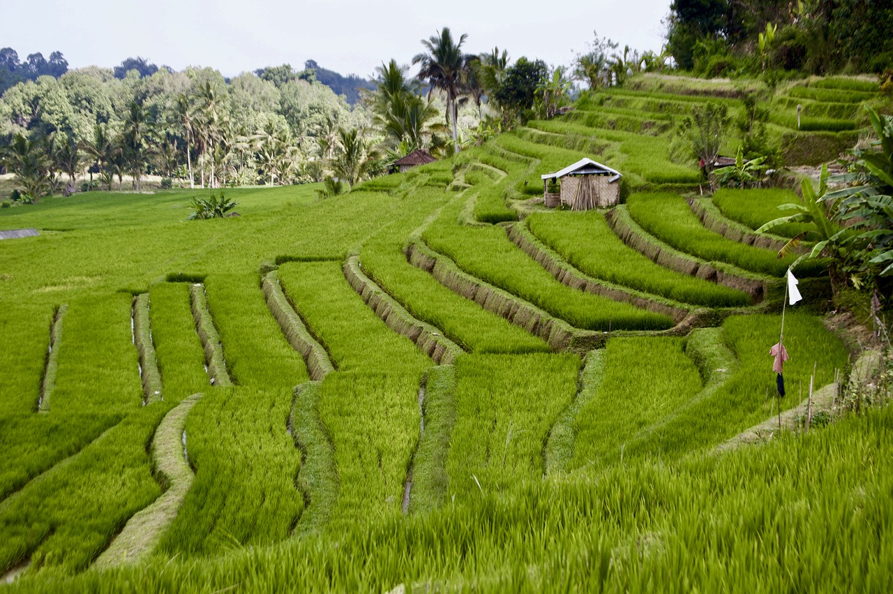 Рисовые плантации Мадагаскар
