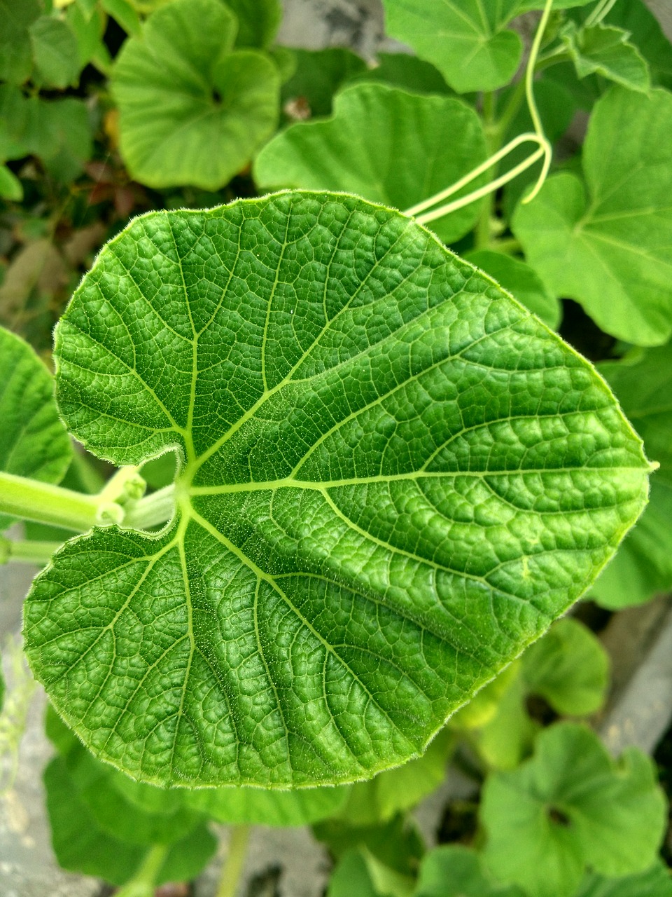 Какие листья у тыквы фото Download free photo of Ridge gourd,leaf,plants,venation,free pictures - from nee