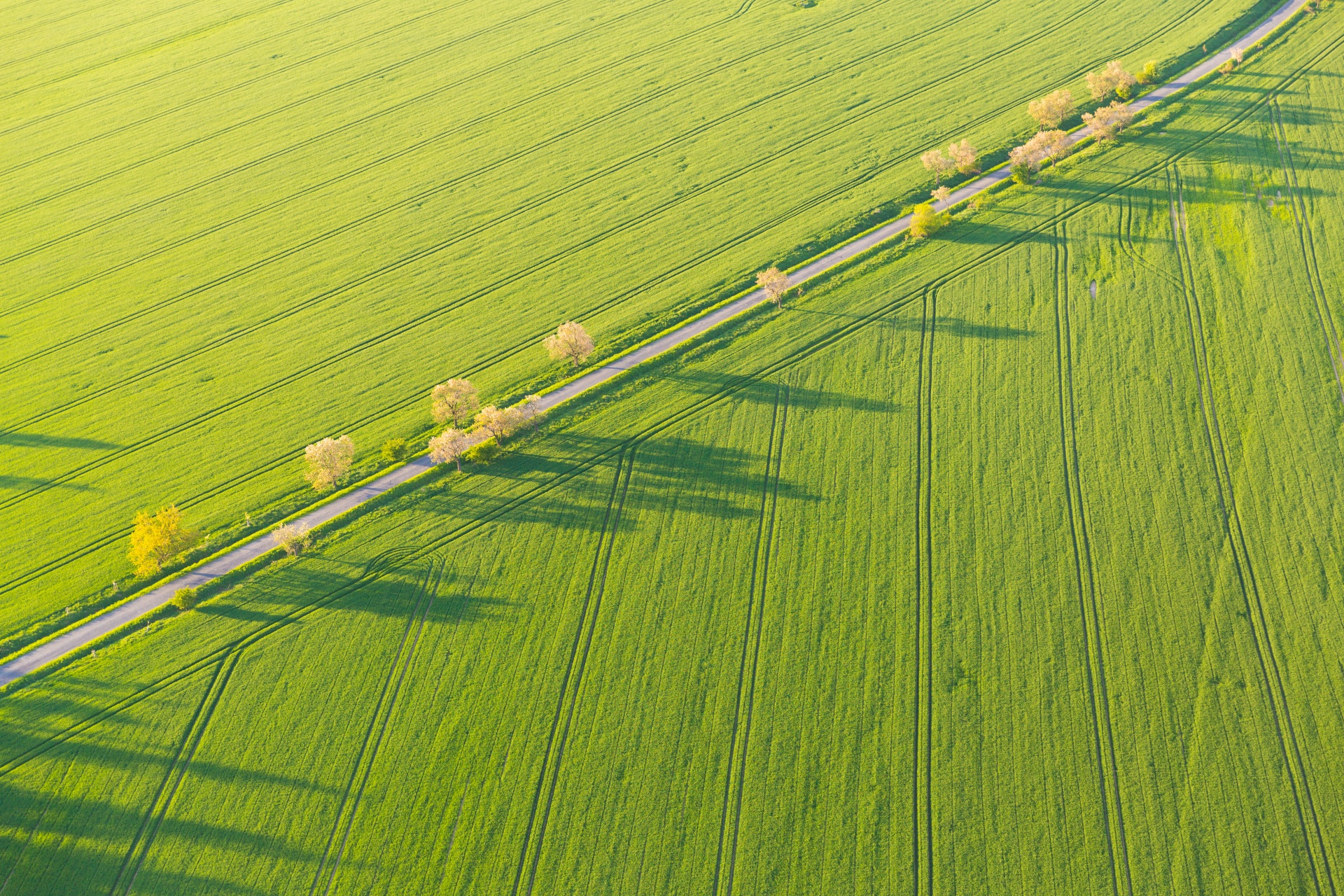 Msg field. Трава на асфальте. Aerial field. Farmland field from above. Agriculture Top view.