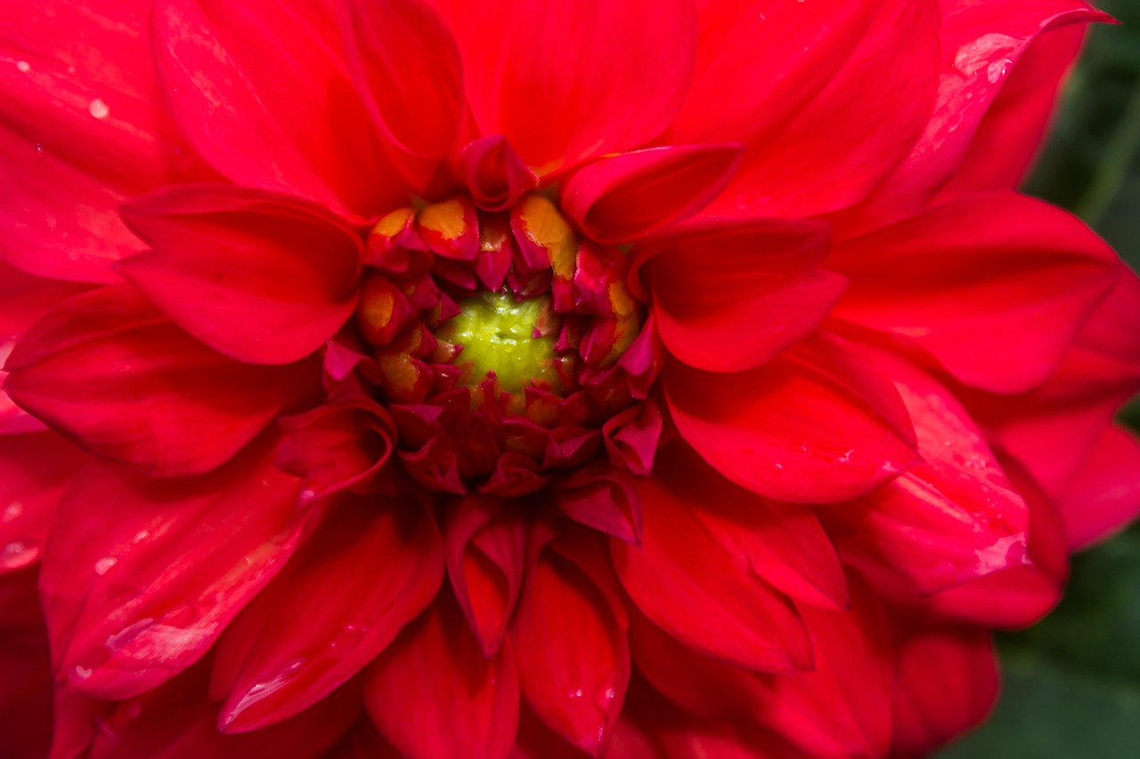 Цветок с красным цветком по центру