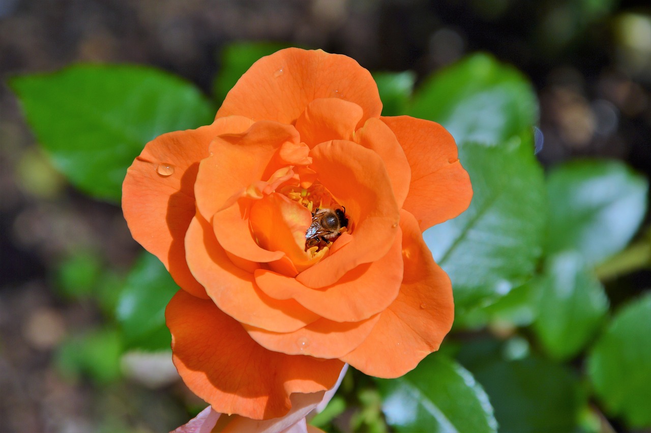 Розы флорибунда оранжевого морковного цвета