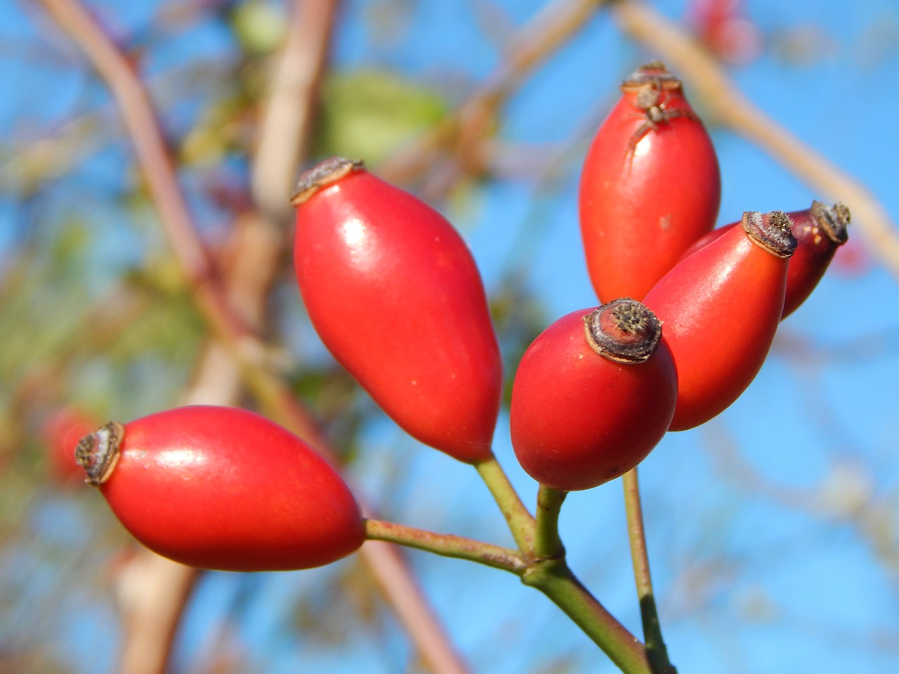 Красный плод. Шиповник Rosehip Joy. Розовые плоды. Куст с розовыми плодами осенью. Роза многоцветковая плод осенью.