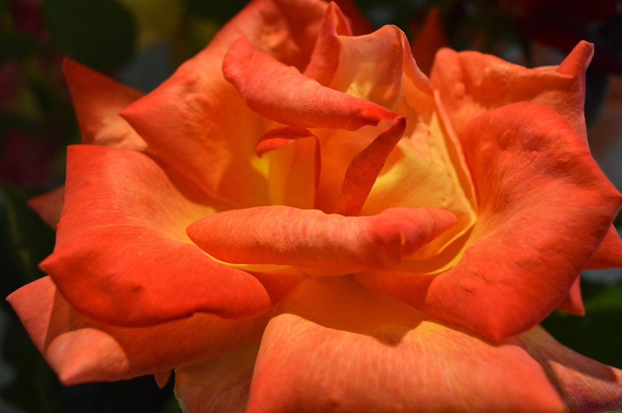 Роза оранжевая паприка