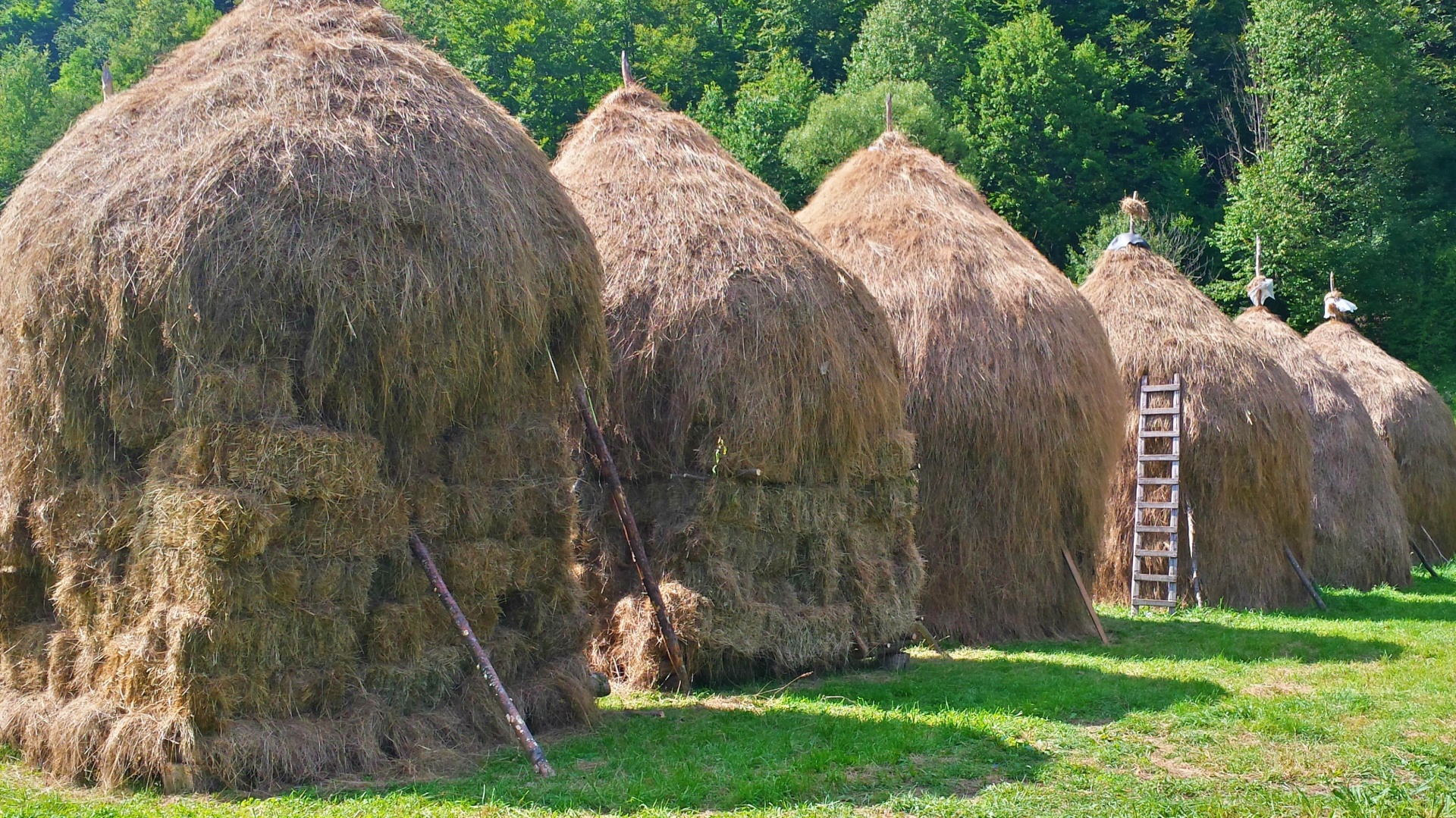 Назар скирда николаевич фото