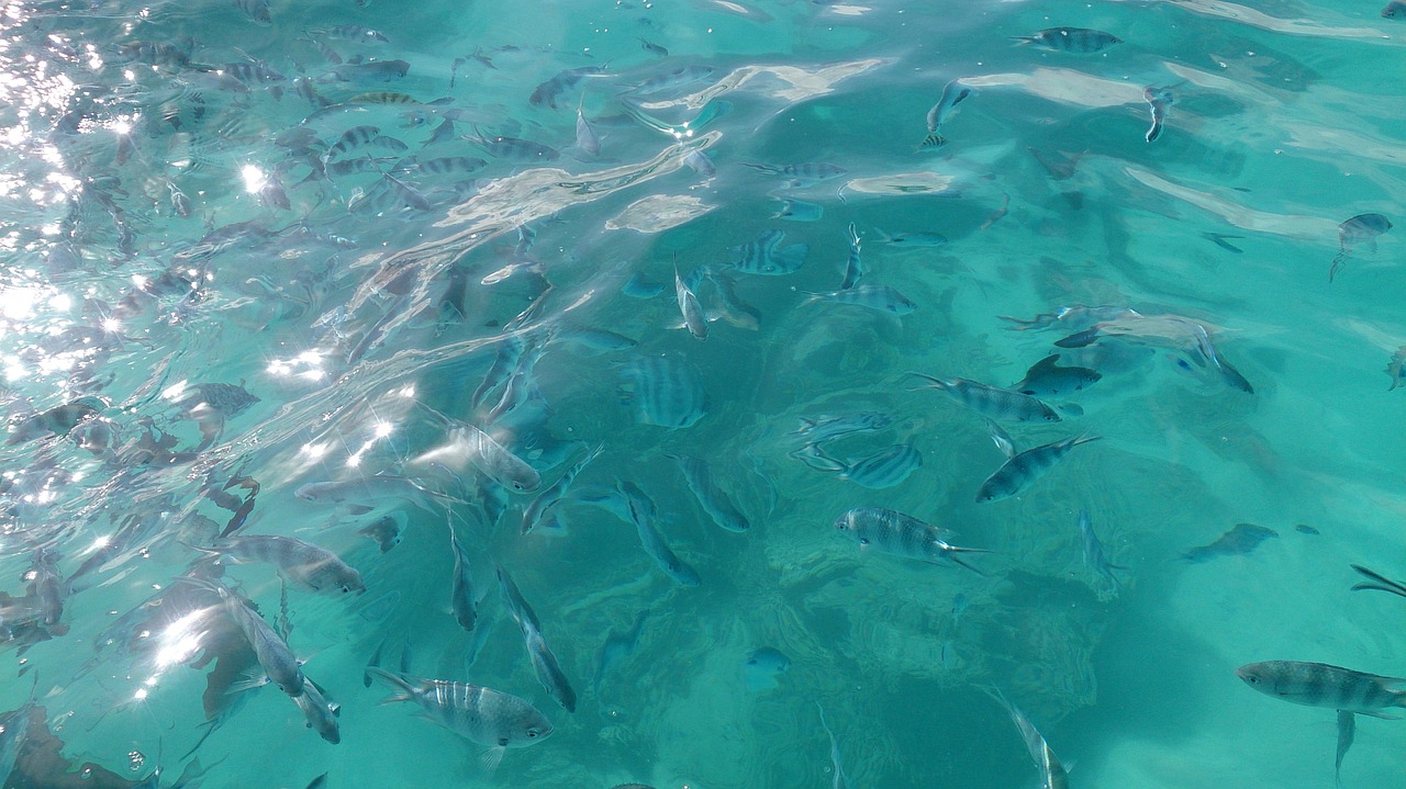 Fish waters. Рыба без воды. Море рыбы сверху. Рыбы под водой вид сверху. Бирюзовая вода и рыбы.