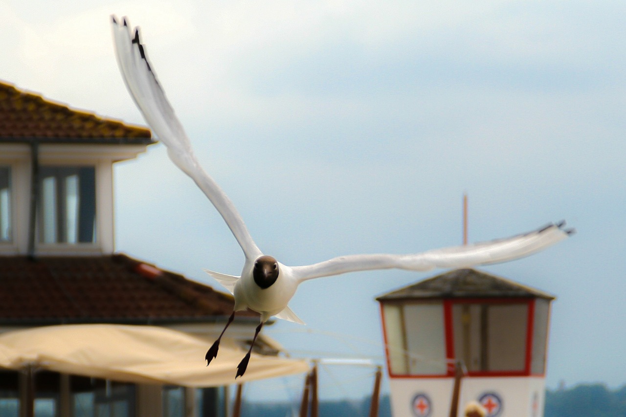 Wing span. Чайка смеется. Fly Bill.